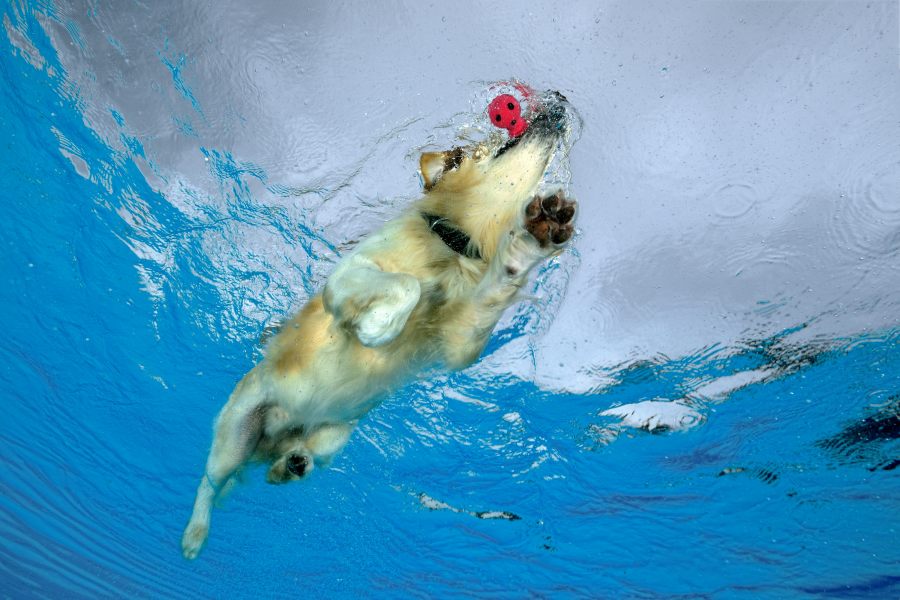 Hundeschwimmen1