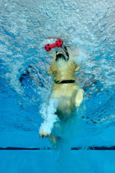 Hundeschwimmen5