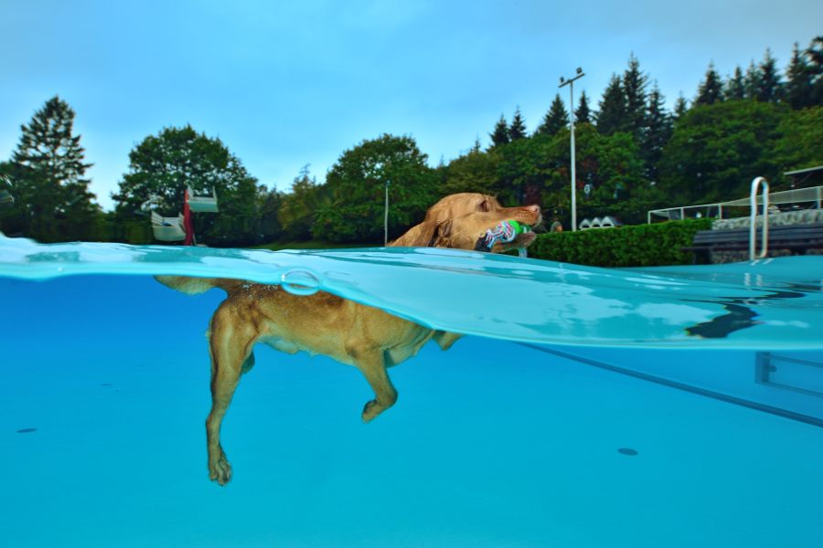 Hundeschwimmen7
