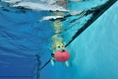Hundeschwimmen2