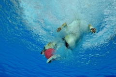 Hundeschwimmen3